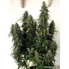 Auto Gorilla Glue, Фасовка: 5, изображение 4
